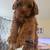 Small cockapoo Puppy 2 thumbnail