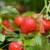 BIG Strawberry & Asparagus bare root Plants 1 thumbnail