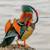 Mandarin ducks exotic wild waterfowl cold hardy! 4 thumbnail
