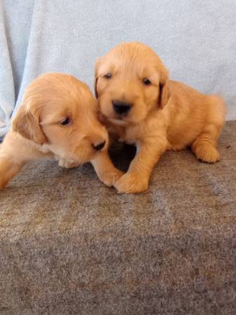 Cachorros Golden Retriever (Gilbert)64007247874050123