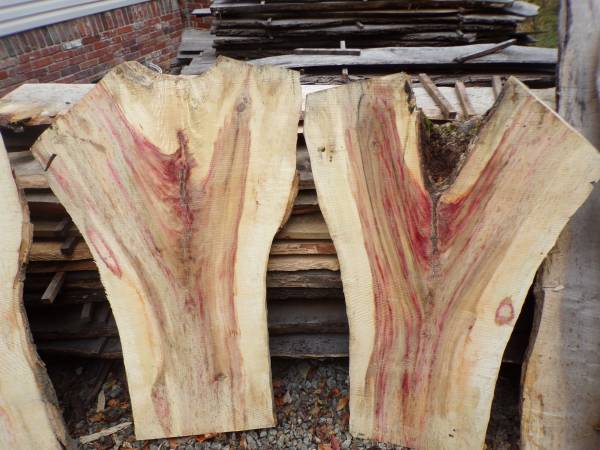 FLAMING BOX ELDER 1