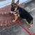 “Hugo” the German Shepherd Pup 1 thumbnail