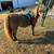 Mini mare rides great and super sweet! 3 thumbnail