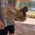 Necked neck, silkie & bamtam rooster. And Guinea￼ 8 thumbnail