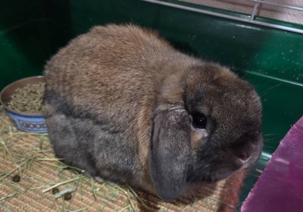 Holland lop and cage (Natrona Heights)
