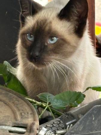 Gatitos536069915269539846