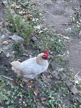 Hen 1