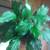 Peace Lily house plant 3 thumbnail