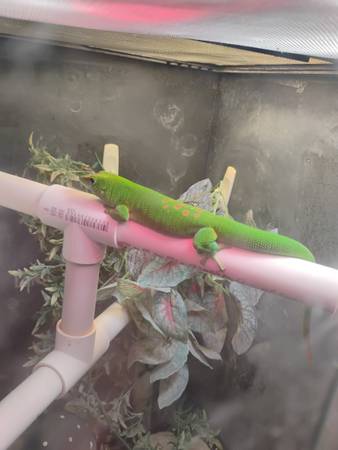 Giant day gecko plus enclosure 1