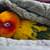 Sun conure bonded pair 5 thumbnail