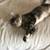 Sweet kittens in need of homes due to care of handicap family member 3 thumbnail