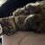 Lost Cat 2 thumbnail