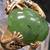 🐉 DRAGON Holding JADE Custom Made 3- D 14k GOLD RING 🐉 3 thumbnail