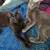 Cats 1 thumbnail
