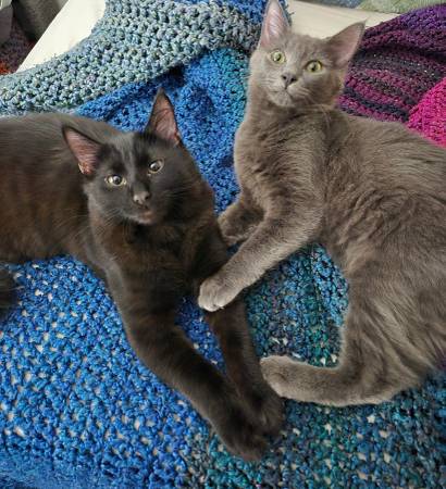 Cats 1