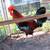Game Fowl Roosters ..6 to 7 months old 8 thumbnail