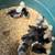 Polish crested chicks 3 thumbnail
