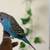 Parakeets 1 thumbnail