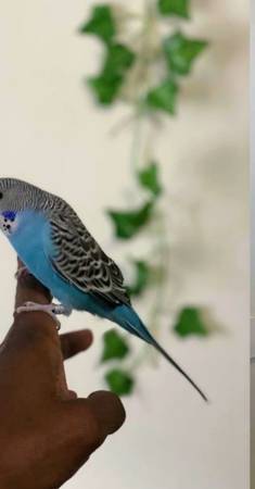 Parakeets 1