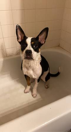 Dog63839344187777121