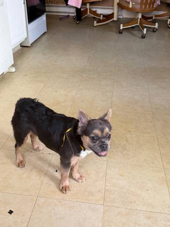 6 months old frenchie fluffly 1