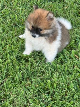 cachorro de Pomerania (Campobello)63661373218307120