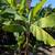 Banana Tree 🍌🍌 6 thumbnail