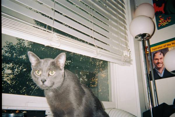 Rehoming dangelo (Seattle)63853557835009120