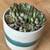 Succulent & Pot 1 thumbnail
