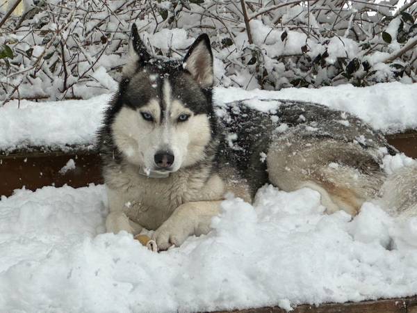 Loving 3-Year-Old Husky Needs New Home (River Vale)64029095243905120