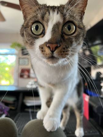 ¡Gato atigrado perdido! (Red Bluff)63469803058051122
