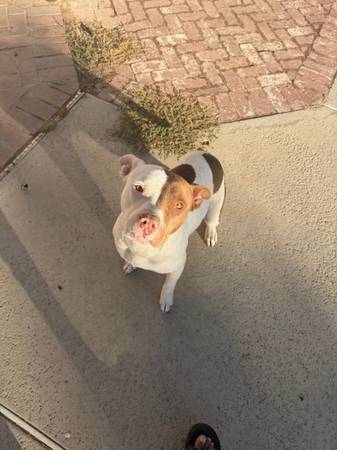 Free female red nose pitbull600366184012206081