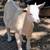 Nigerian Dwarf Buckling 1 thumbnail