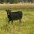 Heifer 3 thumbnail