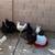 Pullets, 3.5mo 2 thumbnail