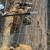 Feeder pigs for sell 2-3 males 4 thumbnail