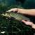Grass Carp (From $18) 1 thumbnail