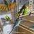 Parakeets 2 thumbnail