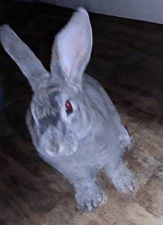 Bunny 1