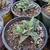 1 gallon Faucaria  tigrina (Tiger Jaws)  for $4 5 thumbnail