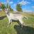 ALPINE BUCK ADGA 5 thumbnail