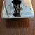 Willcox & Gibbs ChainStitch Sewing Machine☆Coffin Top☆Cast Iron Treadle Base 9 thumbnail