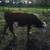 Hereford bull 5 thumbnail