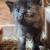 6 Kittens 1 thumbnail