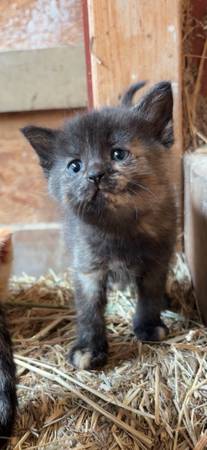 6 Kittens 1