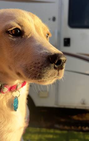 White/Yellow/Golden lab mix female pup 1