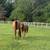 AQHA mare 8 thumbnail