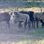 Rams/sheep 1 thumbnail