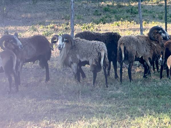 Rams/sheep 1
