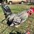 Shamo chickens 6 thumbnail
